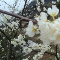 /photo/646506/我的相片/psb (1)_1_2_small.jpg